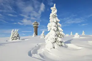 Feldberg: Snow-covered fir trees with Feldberg tower, Feldberg