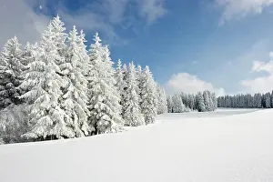Germ: Snow-covered fir trees, Thurner, Sankt M&, xe4;rgen