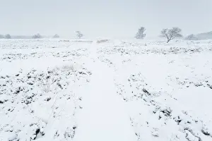 Drentsche: Snow covered heathland with heather