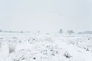 Drentsche: Snow covered heathland with heather