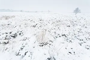 Drentsche: Snow covered heathland with heather