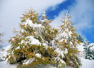 Larches: Snow covered high altitude LARCHES