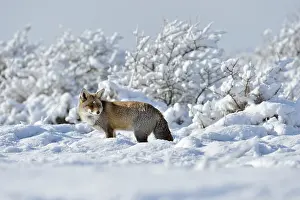 Tall: In a snow-covered landscape... Red fox (Vulpes vulpes) in winter