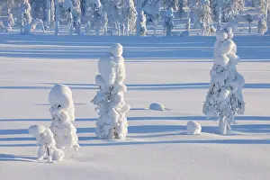 Kuusamo: Snow covered landscape in winter, Posio, Kuusamo
