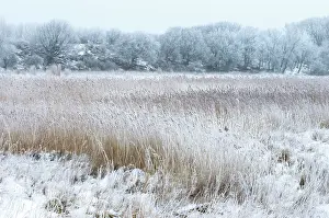 Unidentified: Snow-covered marsh with hoar frost on trees and unidentified