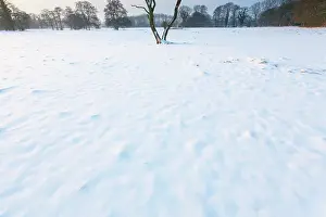 Drentsche: Snow covered meadow with dead tree
