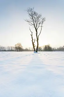 Drentsche: Snow covered meadow with dead tree