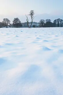 Drentsche: Snow covered meadow with dead tree