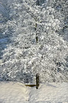 Hood: Snow-covered meadow at the edge of the forest with