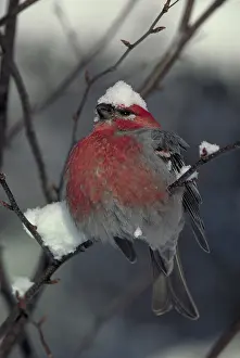 Grosbeaks: Snow covered pine grosbeak