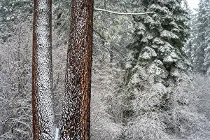 Russ Bishop: Snow covered pines, Green Valley Lake, California, USA