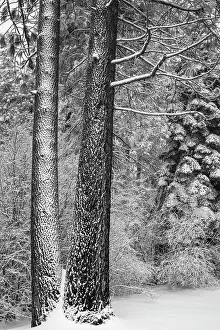 Russ Bishop: Snow covered pines, Green Valley Lake, California, USA