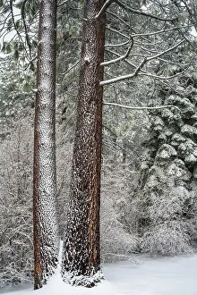 Russ Bishop: Snow covered pines, Green Valley Lake, California, USA