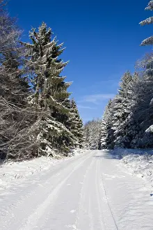 Firs: Snow covered road - leading through forestry, North