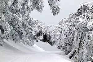 Buller: Snow-covered road and trees, Mount Buller Alpine