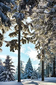 Thuringian: Snow-covered spruce forest (Picea abies), Thuringian