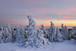 Brocken: Snow-covered spruces on the Brocken, afterglow