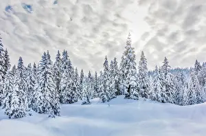 Auvergne: Snow-covered spruces, Jura Mountains, Region Auvergne-Rh&, x1