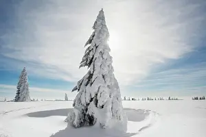 Feldberg: Snow-covered Spruces (Picea) in winter, Feldberg