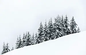 Slope: Snow-covered spruces in the snow, winter, Brixen