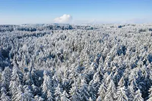 Spruces: Snow-covered spruces, spruce forest, drone shot
