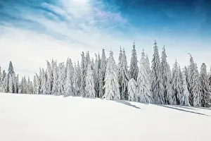 Spruces: Snow-covered spruces in sunshine, St&, x2296ede1;sen
