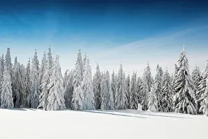 Spruces: Snow-covered spruces in sunshine, St&, x2296ede1;sen