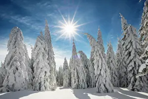 Spruces: Snow-covered spruces in sunshine, St&, x2296ede1;sen