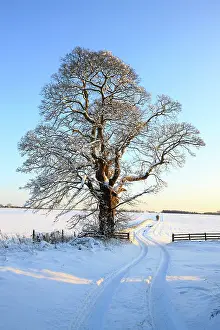 Cotswolds: Snow covered Tree in field