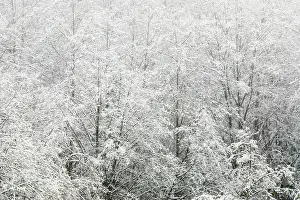 Stanley: Snow-covered trees, Stanley Park, British