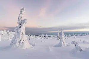 Snowed: Snow-covered trees, winter landscape, Riisitunturi