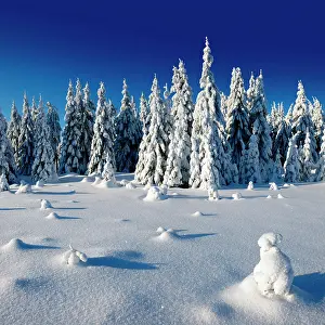 Pinaceae: Snow-covered unspoilt winter landscape, snow-covered