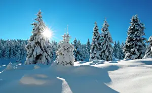 Untouched: Snow-covered untouched winter landscape, bright