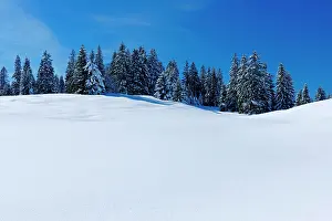 Untouched: Snow-covered untouched winter landscape with fir