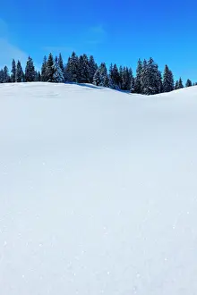 Untouched: Snow-covered untouched winter landscape with fir