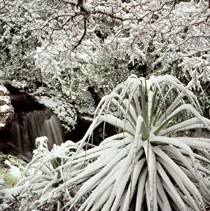 Clair: Snow-covered vegetation, Cradle Mountain-Lake St