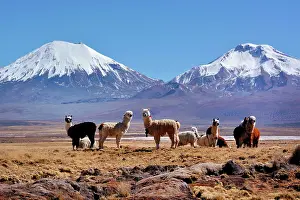Llamas: Snow-covered volcanoes Pomerape and Parinacota