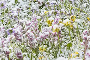 Subalpine: Snow covered wildflowers--paintbrush, daisies/fleabane