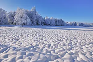 Plateau: Snow-covered winter forest, Horben