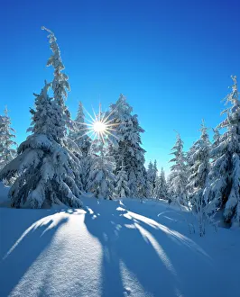 Fichtelberg: Snow-covered winter landscape at Fichtelberg, spruces