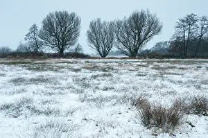 Drentse: Snow-covered winter landscape, The Netherlands