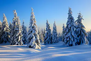210519: Snow-covered winter landscape, snow-covered spruces