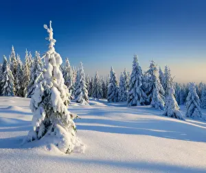 210519: Snow-covered winter landscape, snow-covered spruces