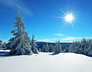 Spruces: Snow-covered winter landscape, spruces covered with