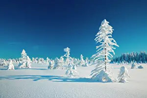 Abies: Snow-covered winter landscape, spruces (Picea abies)