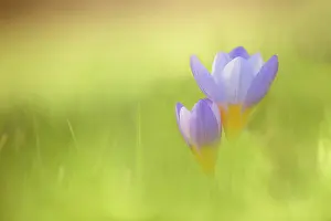 Linked: Snow crocus, Crocus chrysanthus Blue Pearl, Side