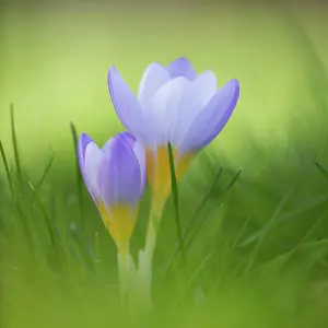 Linked: Snow crocus, Crocus chrysanthus Blue Pearl, Side