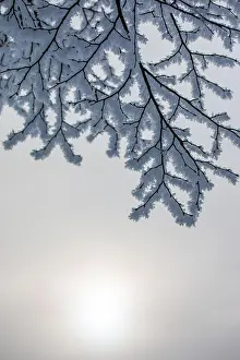 January: Snow and frost covered trees in January. Winter