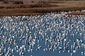 Bombay: Snow Geese