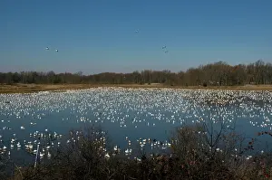 Bombay: Snow Geese